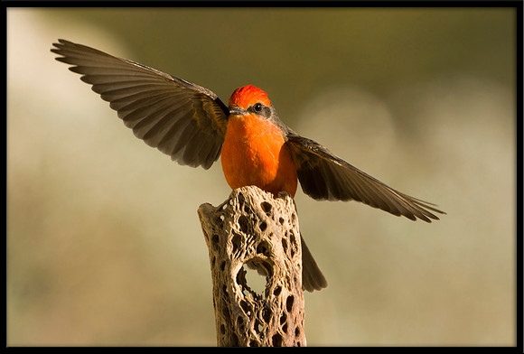 Vermilion Flycatcher