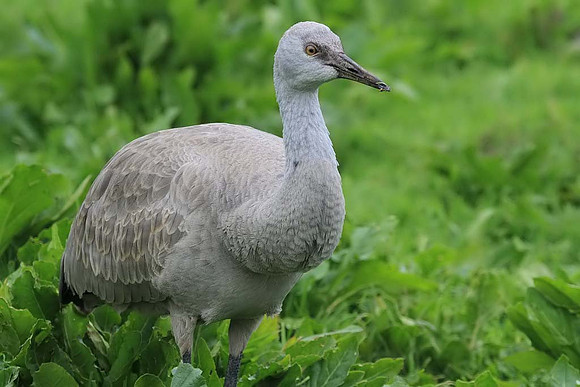 Sandhill Crane