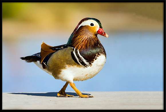 Mandarin Duck