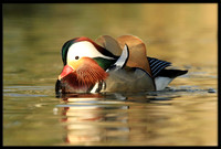 Mandarin Duck