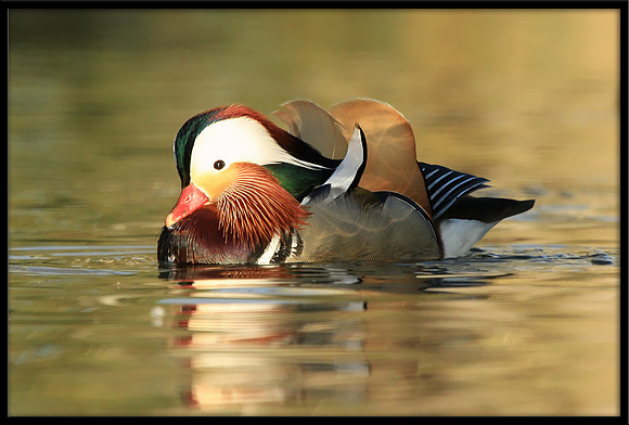 Mandarin Duck