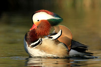 Mandarin Duck