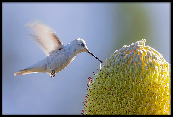 Leucistic Anna's Hummingbird