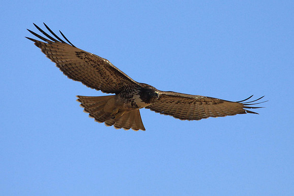 Red-tailed Hawk