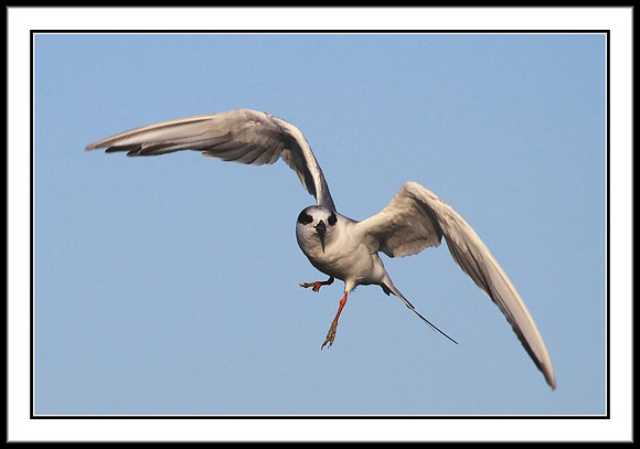 Forster's Tern