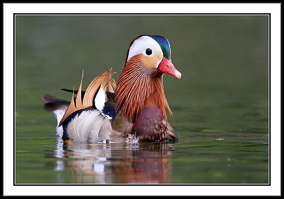 Mandarin Duck