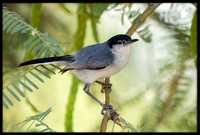 Black-tailed Gnatcatcher