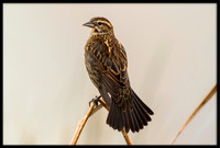 Red-winged Blackbird (f)