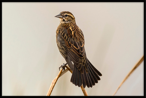 Red-winged Blackbird (f)