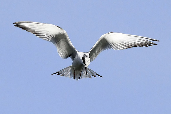Tern