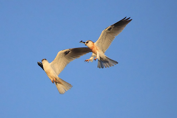 White-tailed Kites in action