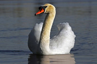 Mute Swan