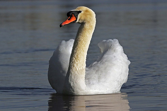 Mute Swan