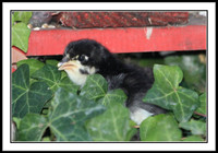 Chick