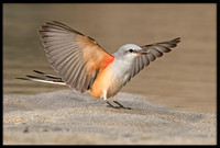 Scissor-tail Flycatcher
