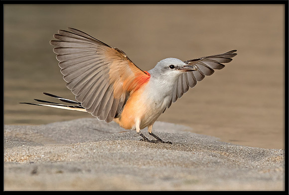 Scissor-tail Flycatcher
