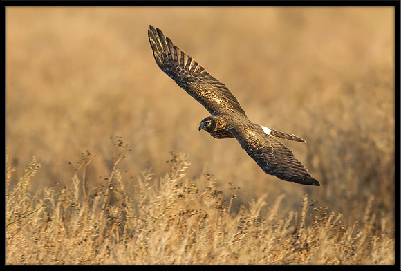 Northern Harrier