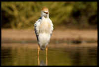 Western Cattle Egret