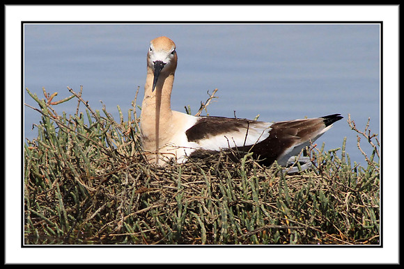 Avocet nesting