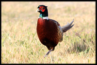 Ring-necked Pheasant