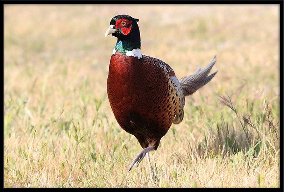 Ring-necked Pheasant