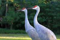 Sandhill Cranes