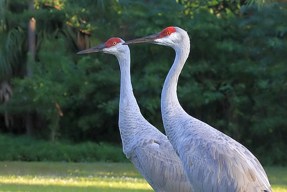 Sandhill Cranes