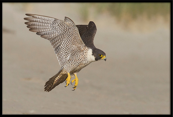 Peregrine Falcon