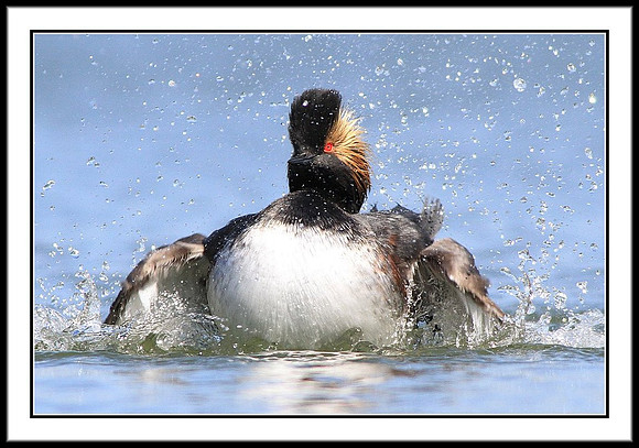 Eared Grebe