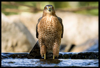 Cooper's Hawk