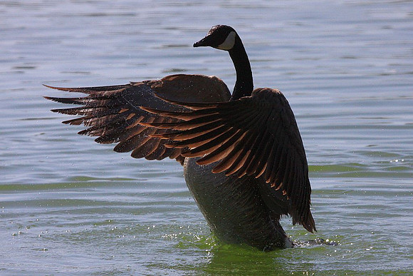 Canada Goose