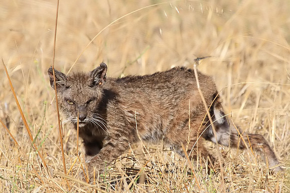 Bobcat