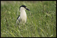 Black-crowned Night Heron gets nesting material