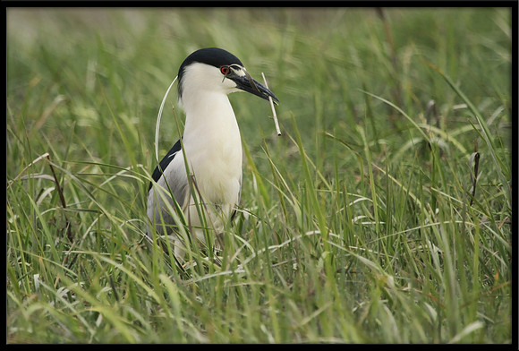 Black-crowned Night Heron gets nesting material