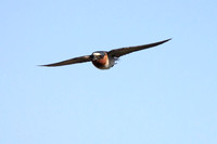 Cliff Swallow