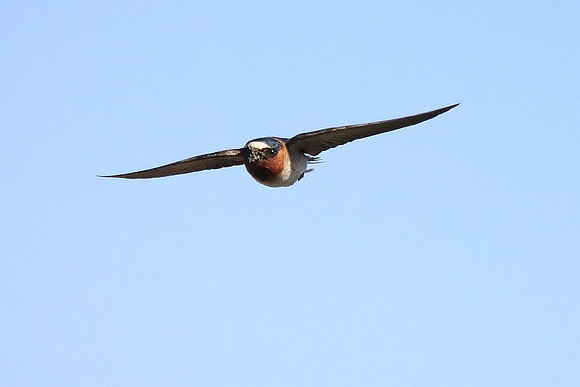 Cliff Swallow