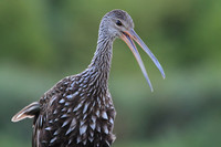 Limpkin