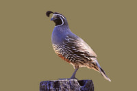 California Quail