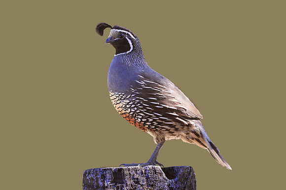 California Quail