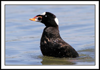 Surf Scoter