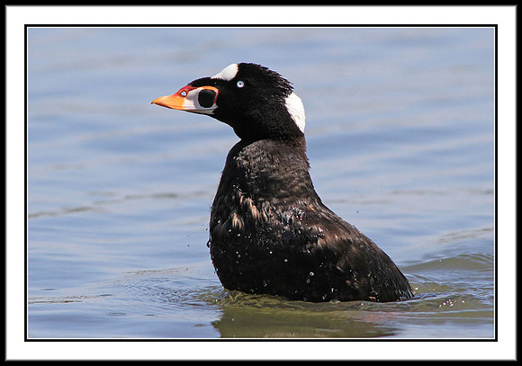 Surf Scoter