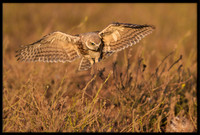 Burrowing Owl