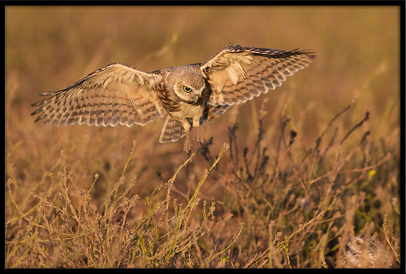 Burrowing Owl