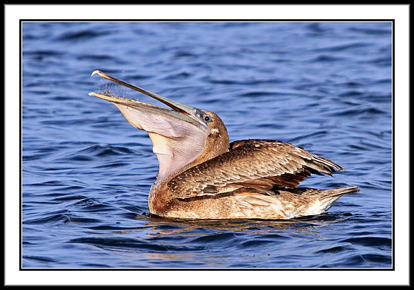 Brown Pelican