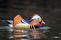 Mandarin Duck