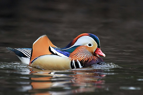 Mandarin Duck