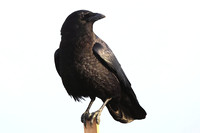 Common Raven