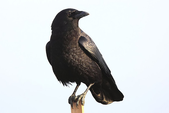 Common Raven