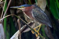 Green Heron