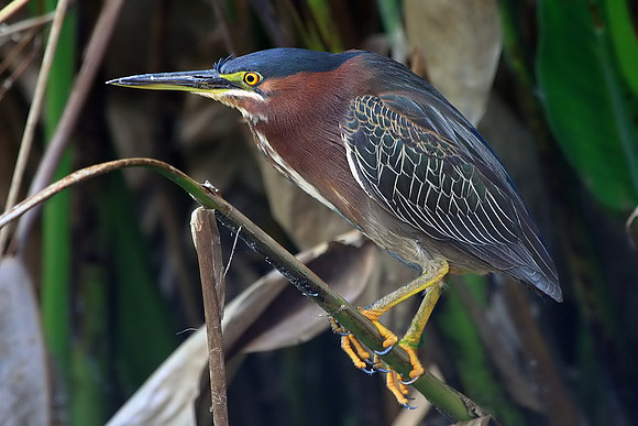 Green Heron